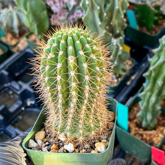 Trichocereus grandiflorus (C2) (G15) | 3.5Pot