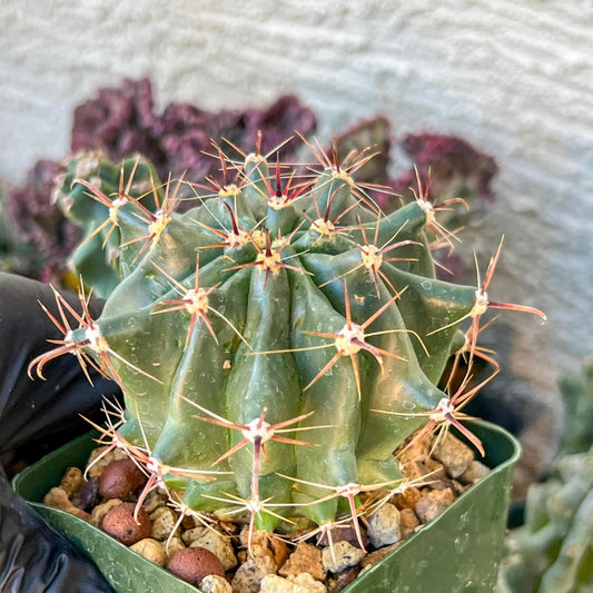 Ferocactus Gracilis Sub Gatesii (C2) (G14) | 3.5Pot