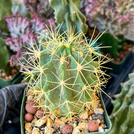 Ferocactus glaucescens (C2) (G13) | 3.5Pot