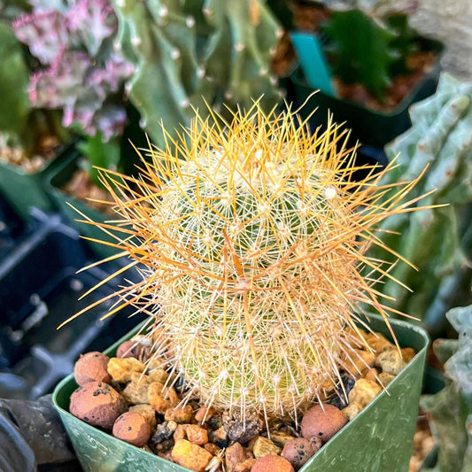 Echinofossulocactus Albatus (C2) (G12) | 3.5Pot