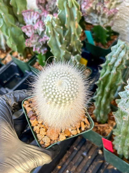 Notocactus rudibuenekeri albissimo (C2) (G11) | 3.5Pot