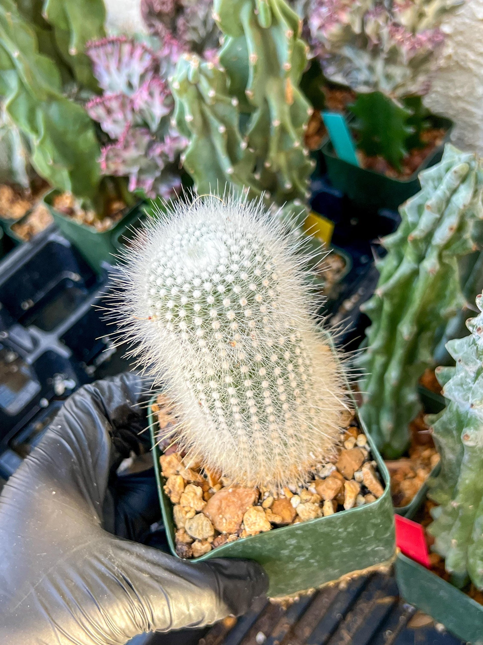Notocactus rudibuenekeri albissimo (C2) (G11) | 3.5Pot