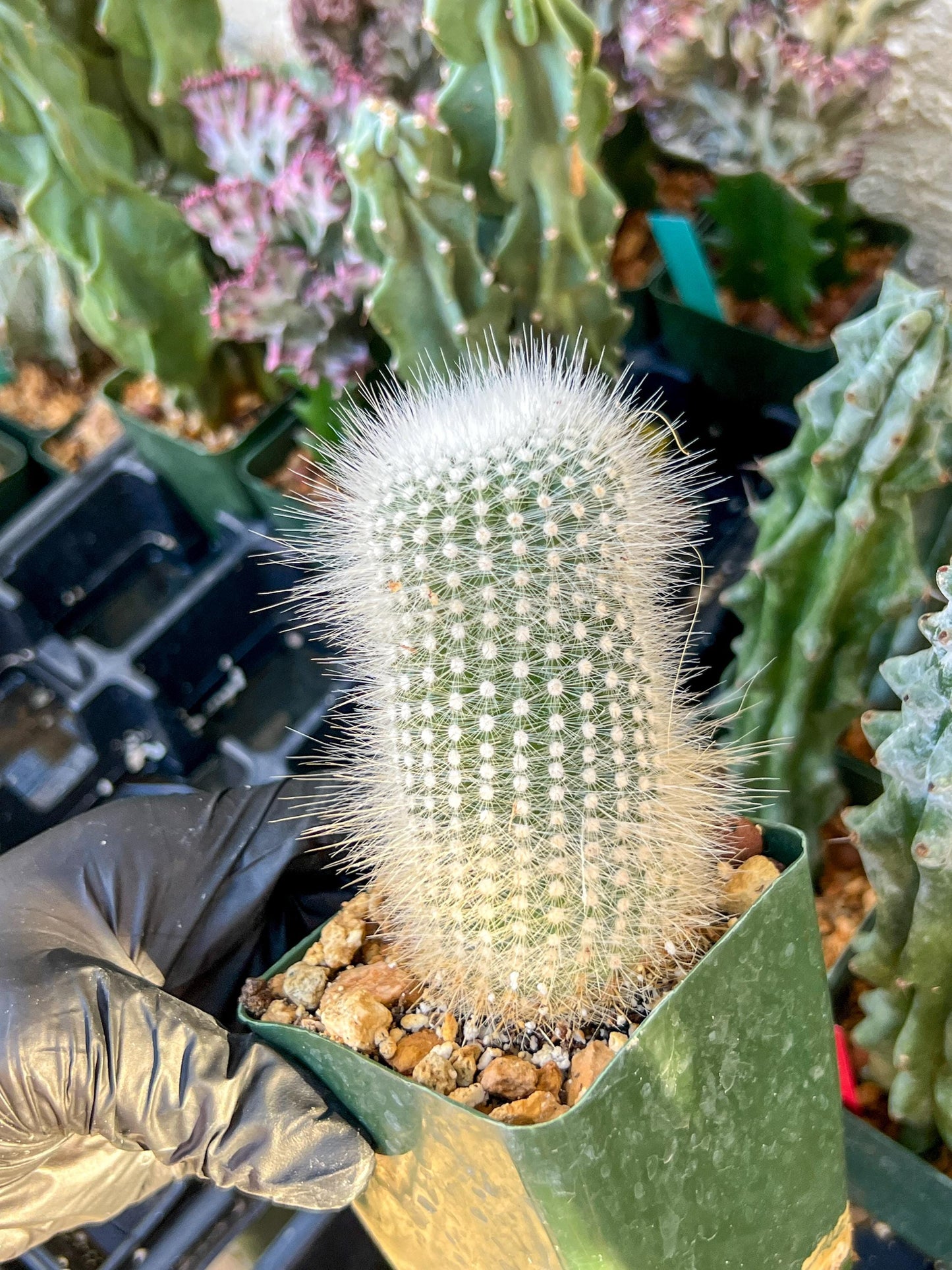 Notocactus rudibuenekeri albissimo (C2) (G11) | 3.5Pot