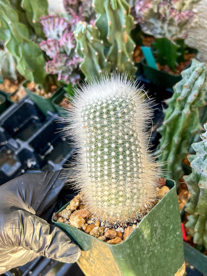 Notocactus rudibuenekeri albissimo (C2) (G11) | 3.5Pot