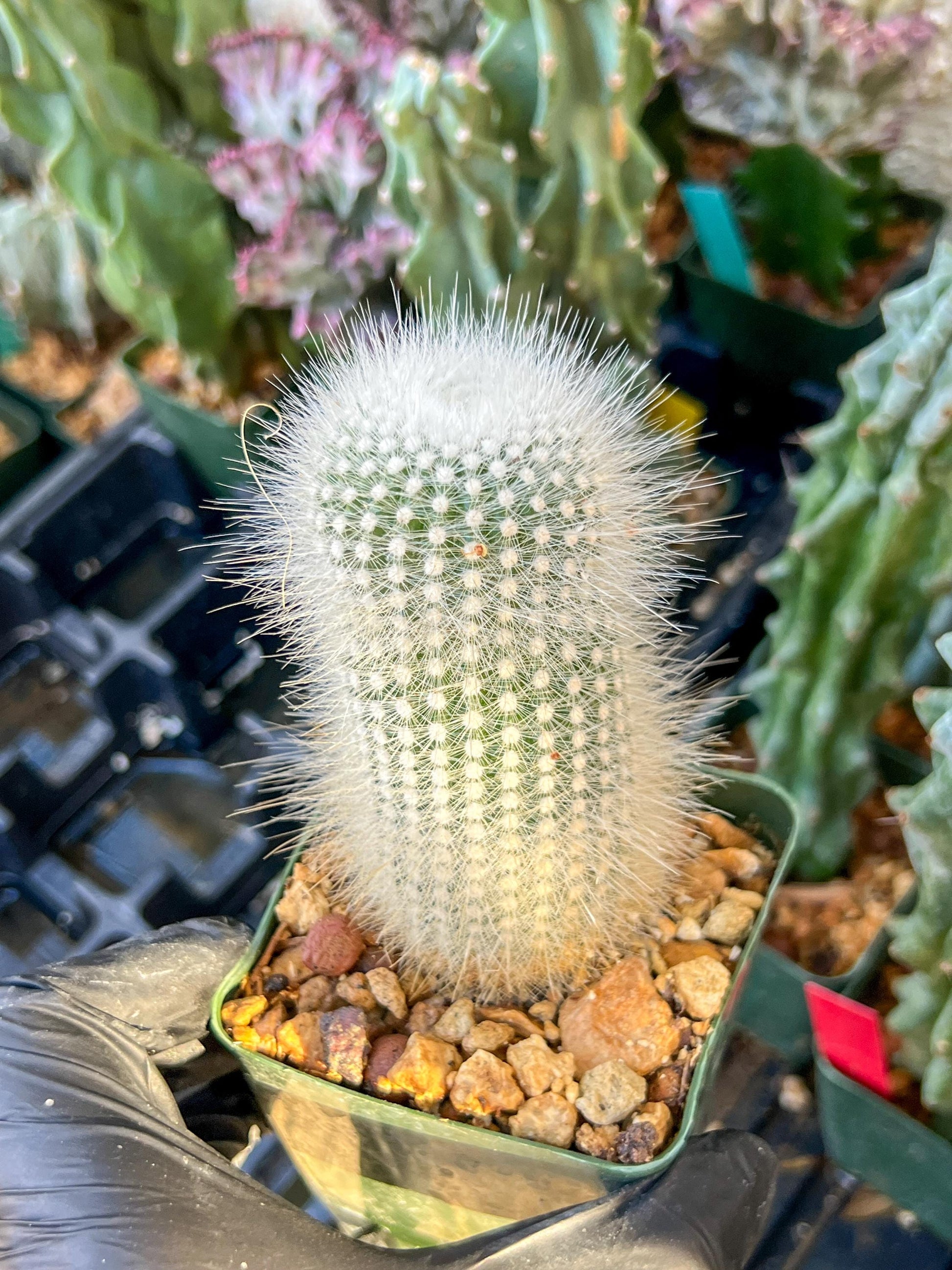 Notocactus rudibuenekeri albissimo (C2) (G11) | 3.5Pot