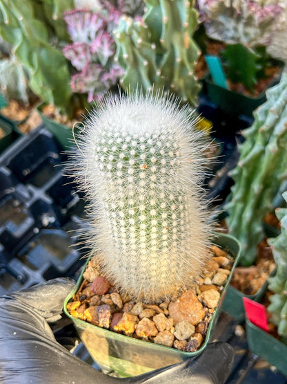 Notocactus rudibuenekeri albissimo (C2) (G11) | 3.5Pot