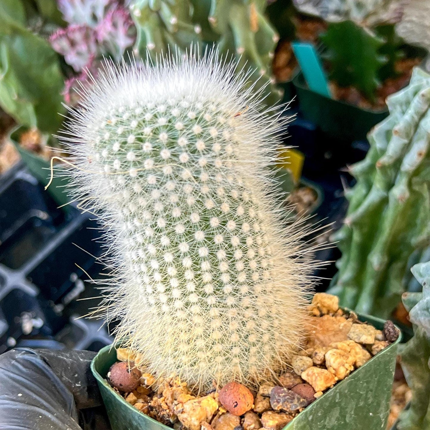 Notocactus rudibuenekeri albissimo (C2) (G11) | 3.5Pot