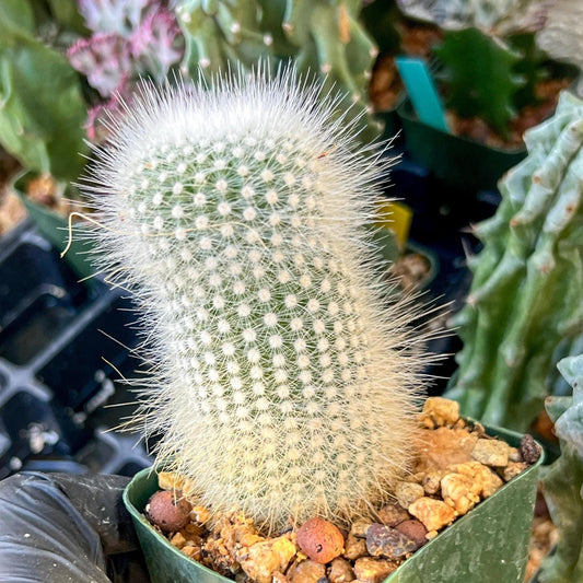 Notocactus rudibuenekeri albissimo (C2) (G11) | 3.5Pot