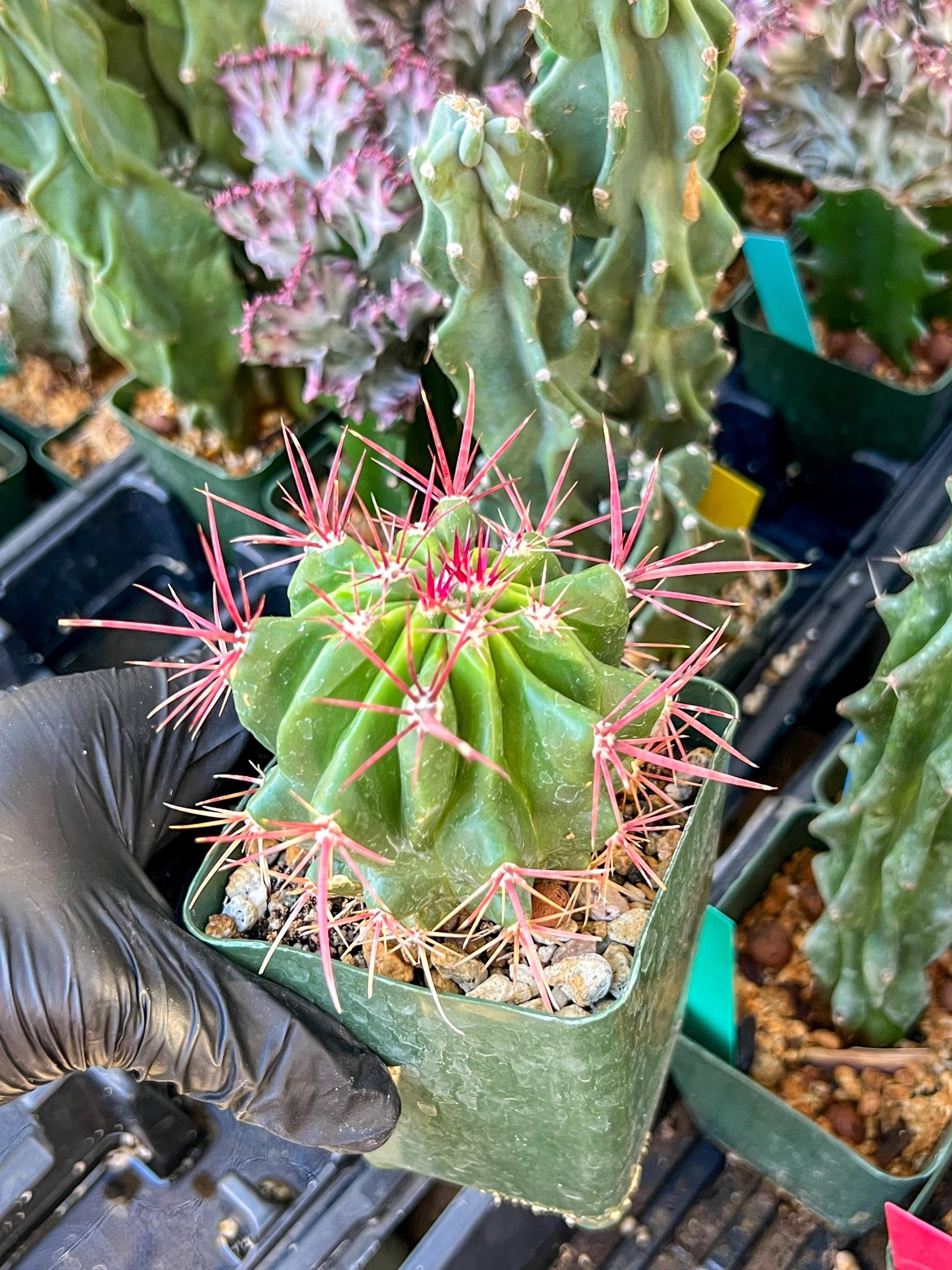 Ferocactus Stainesii Pilosus (C2) (P9) | 3.5Pot