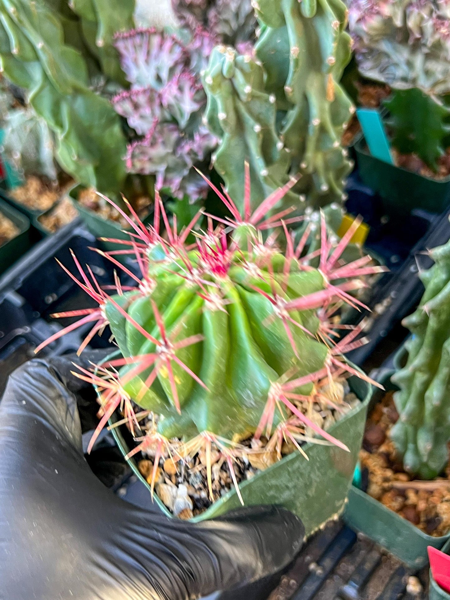 Ferocactus Stainesii Pilosus (C2) (P9) | 3.5Pot