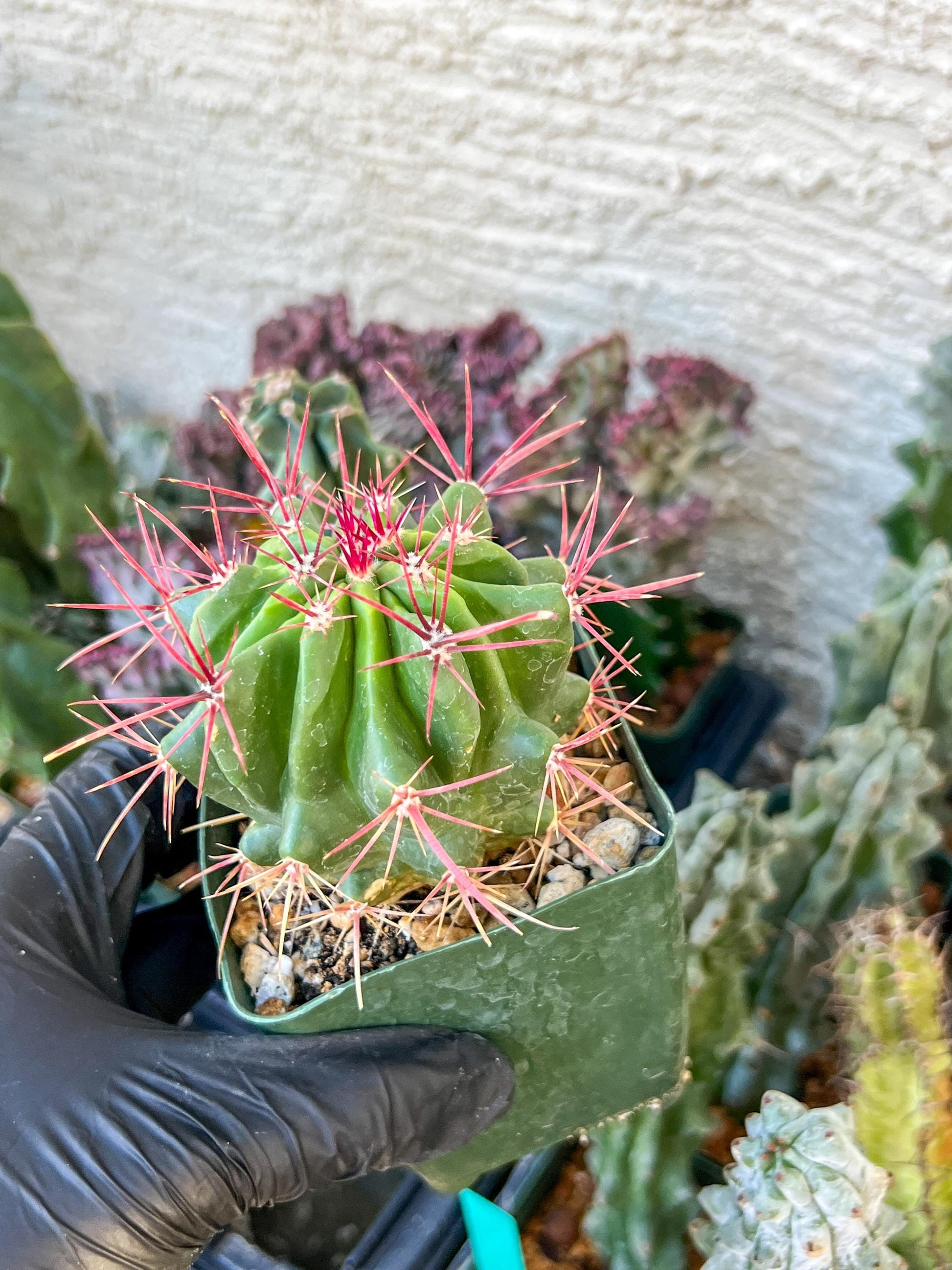 Ferocactus Stainesii Pilosus (C2) (P9) | 3.5Pot