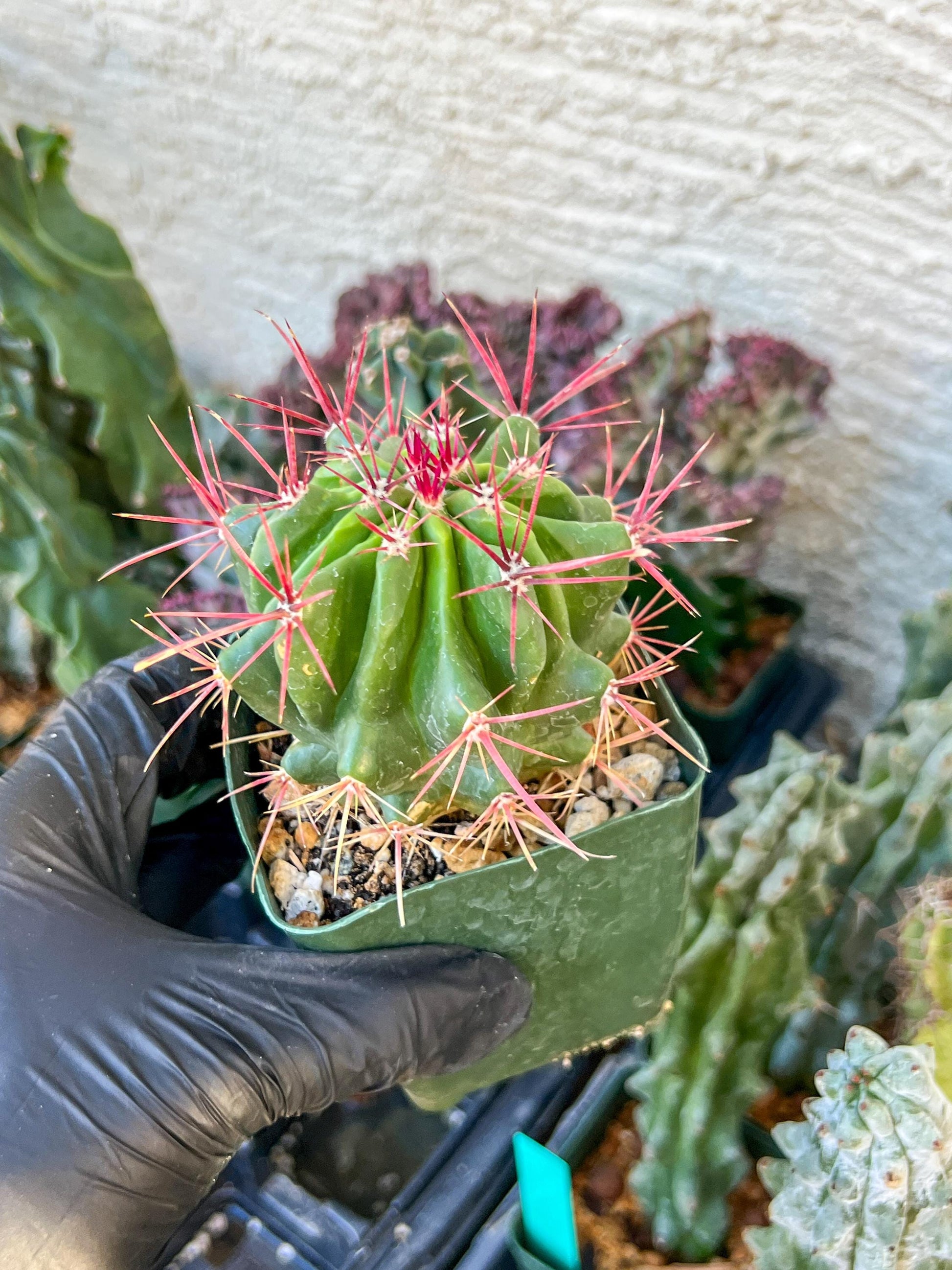 Ferocactus Stainesii Pilosus (C2) (P9) | 3.5Pot