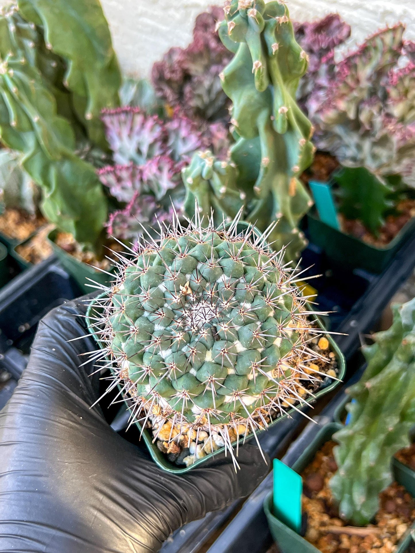 Mammilaria Hertichiana (C2) (P8) | 3.5Pot