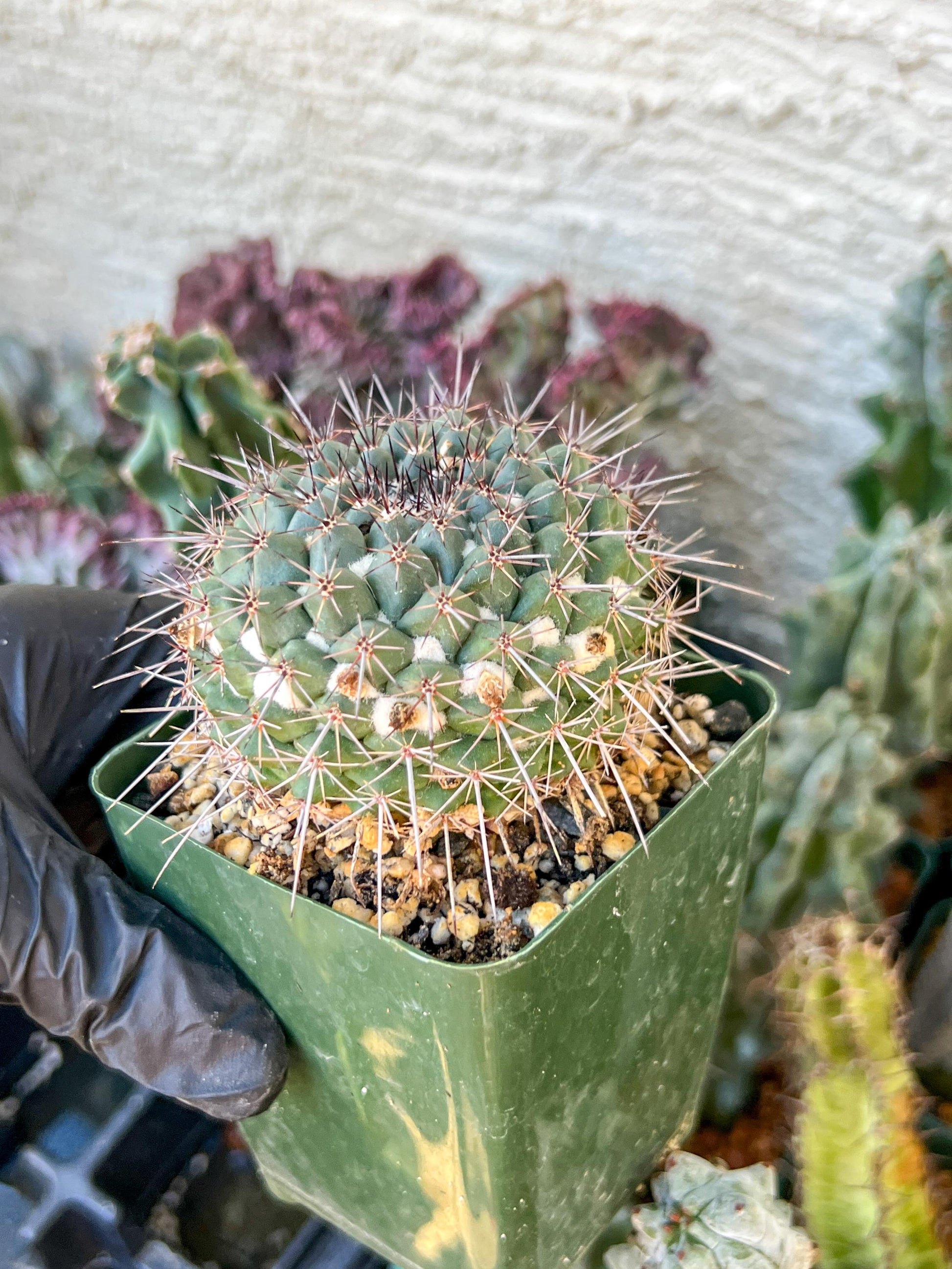 Mammilaria Hertichiana (C2) (P8) | 3.5Pot