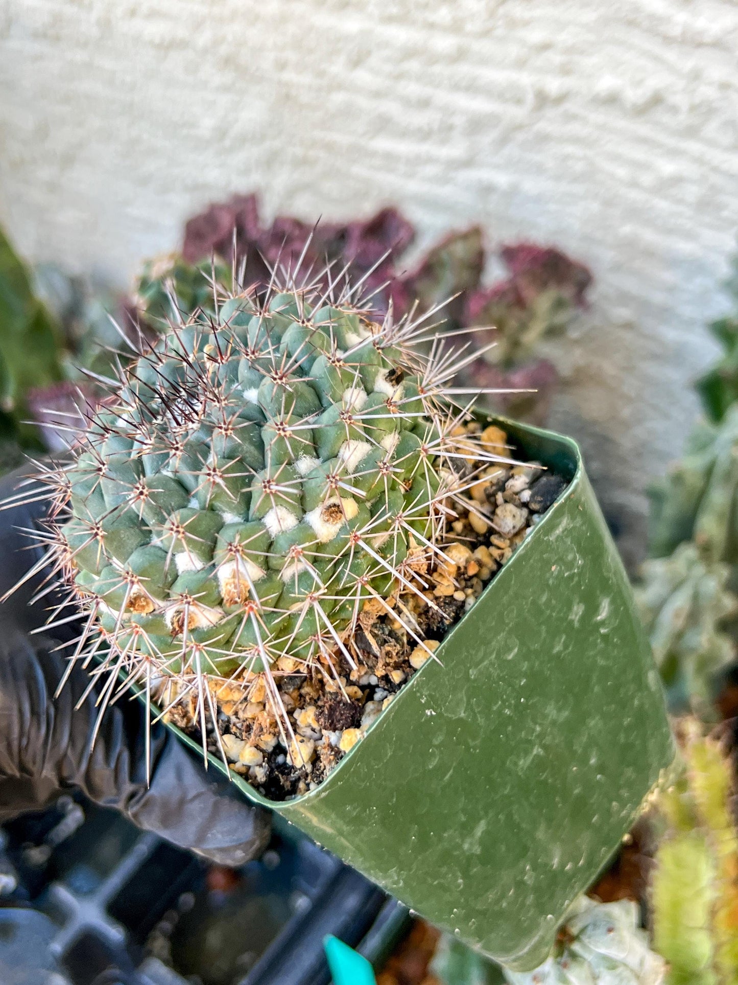 Mammilaria Hertichiana (C2) (P8) | 3.5Pot