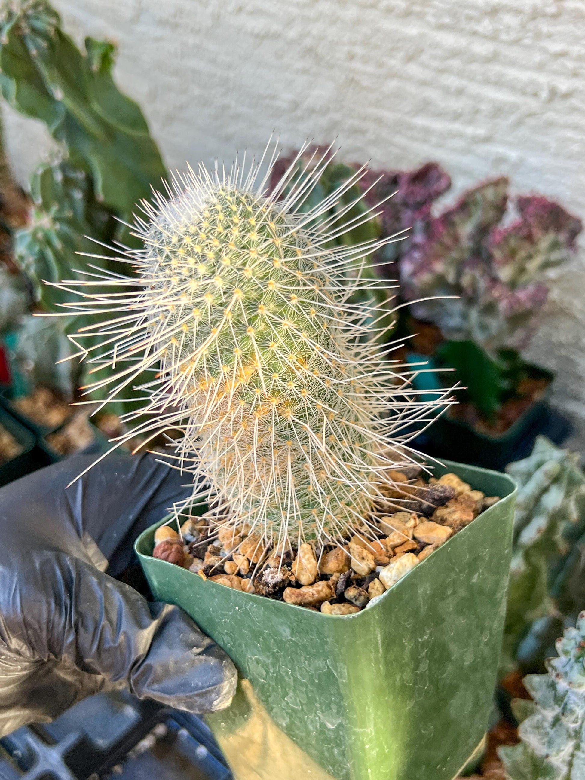 Mammillaria Geminispina (C2) (P7) | 3.5Pot