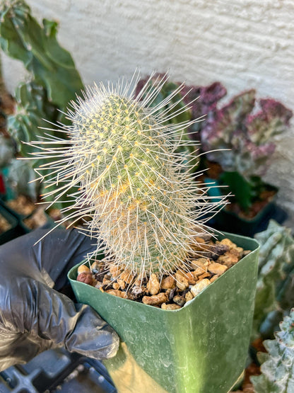 Mammillaria Geminispina (C2) (P7) | 3.5Pot
