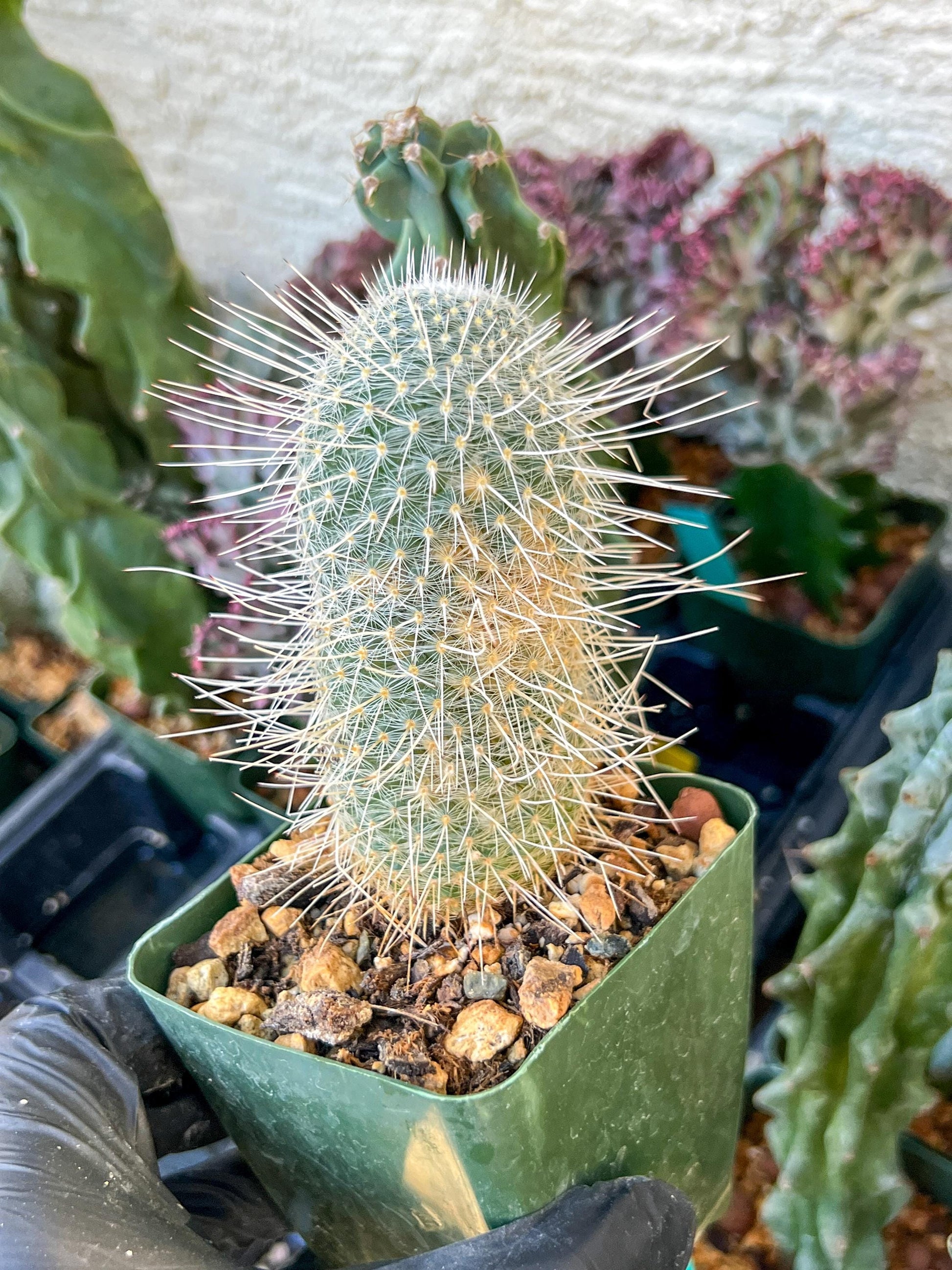 Mammillaria Geminispina (C2) (P7) | 3.5Pot