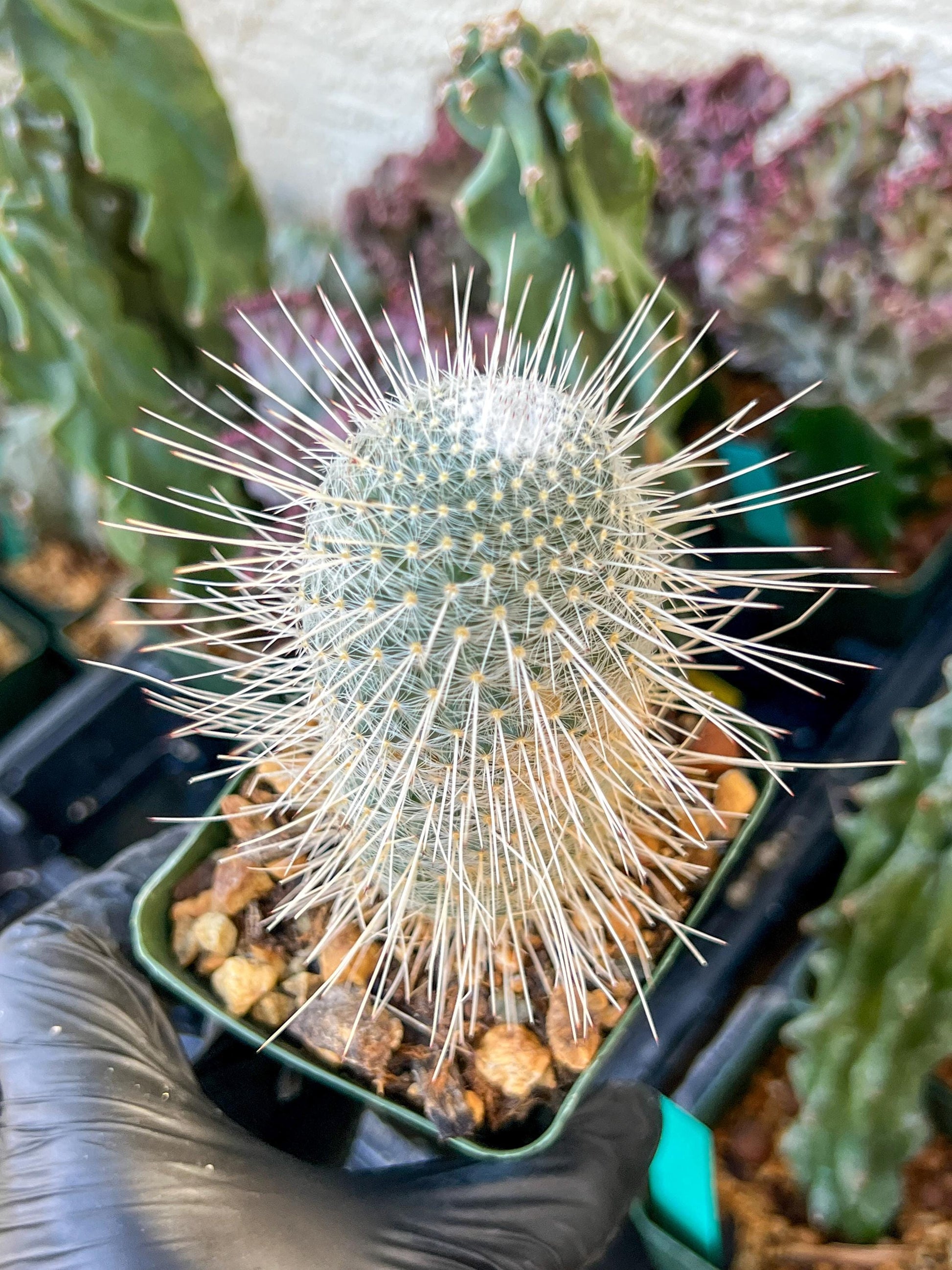 Mammillaria Geminispina (C2) (P7) | 3.5Pot