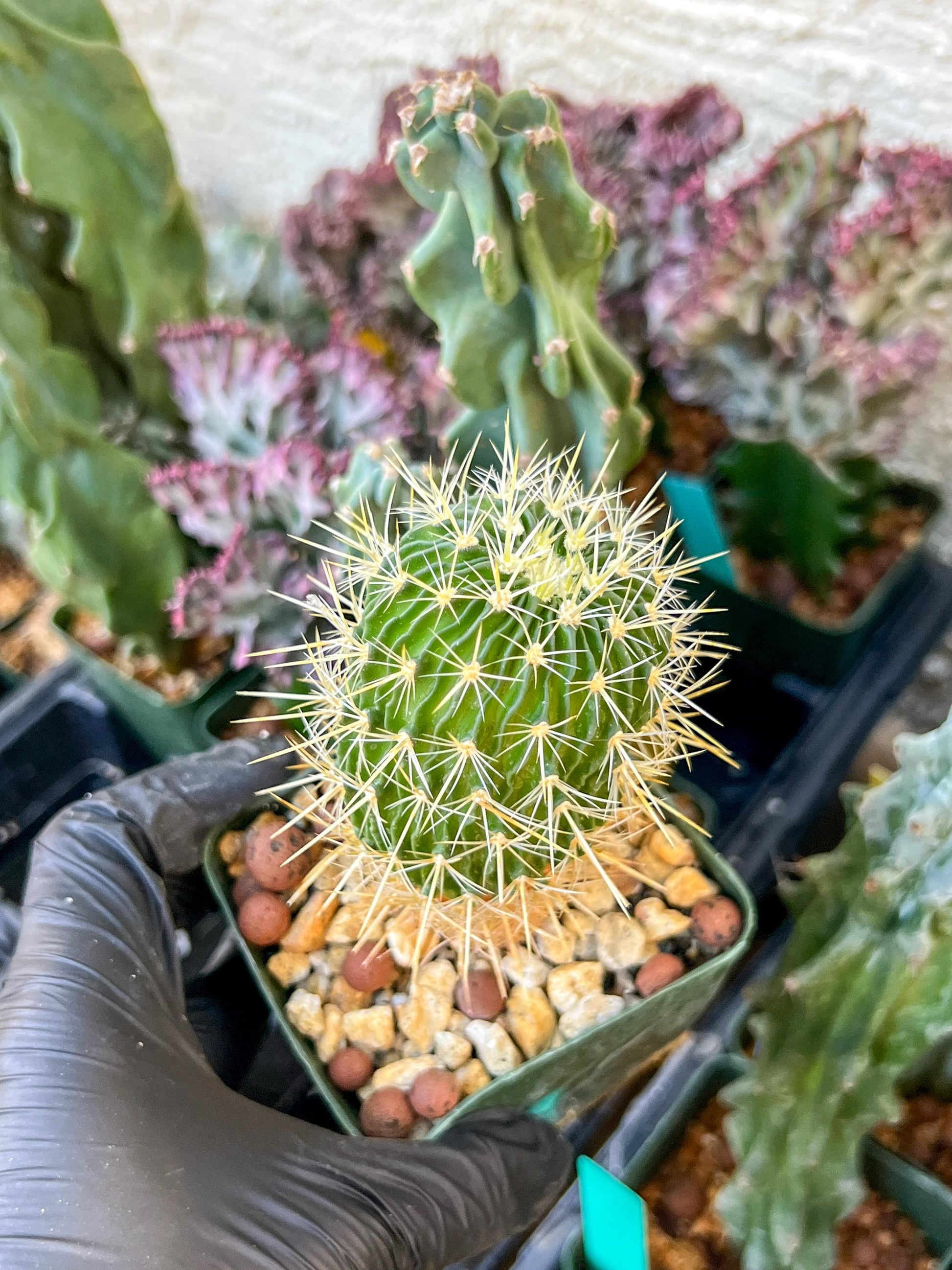 Echinofossulocactus Longispinus (C2) (P1) | 3.5Pot