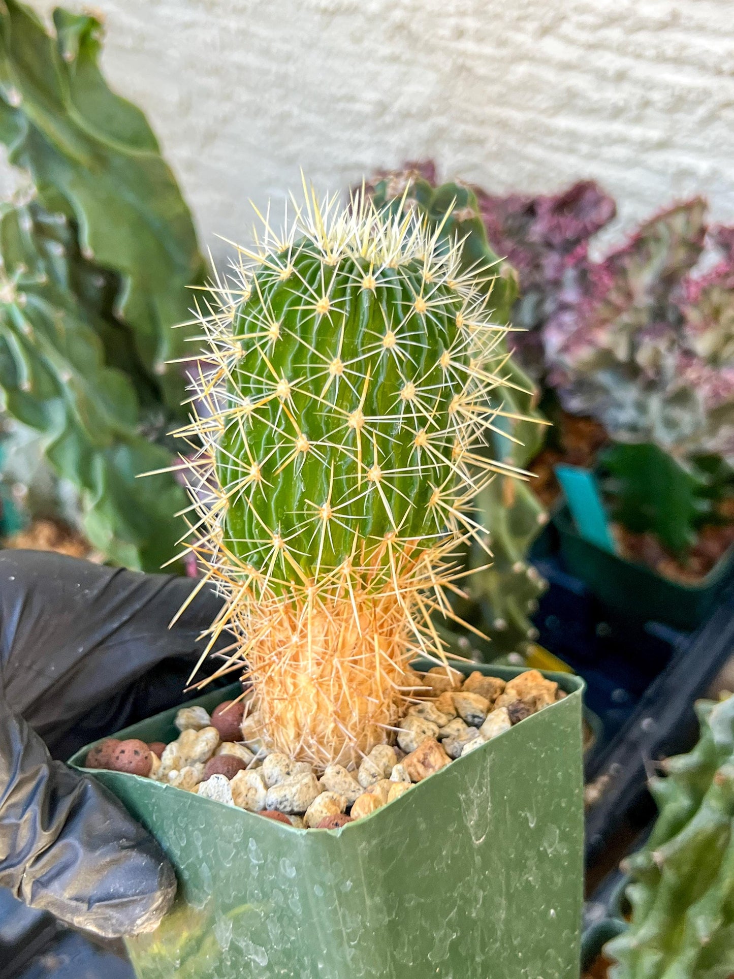 Echinofossulocactus Longispinus (C2) (P1) | 3.5Pot