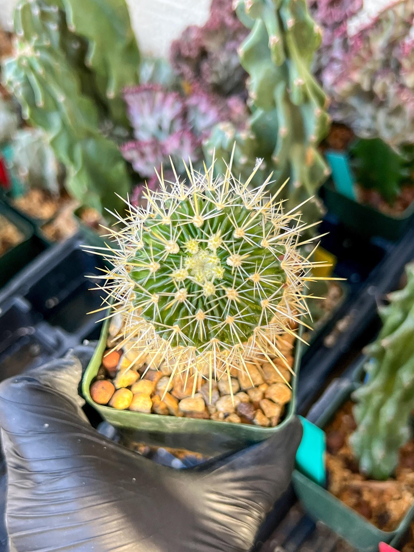 Echinofossulocactus Longispinus (C2) (P1) | 3.5Pot