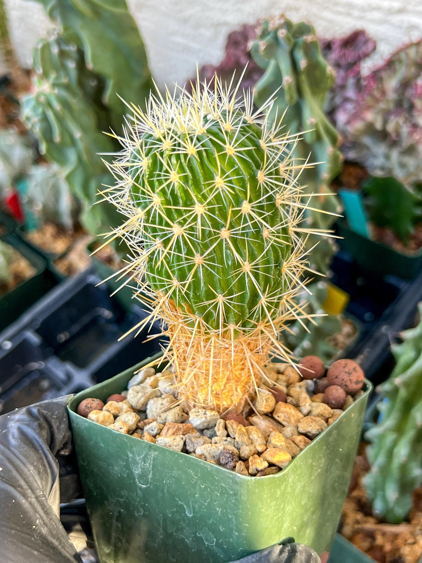 Echinofossulocactus Longispinus (C2) (P1) | 3.5Pot