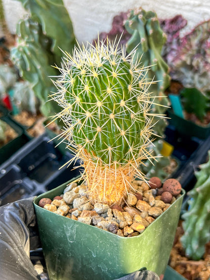 Echinofossulocactus Longispinus (C2) (P1) | 3.5Pot