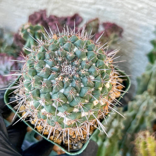Mammilaria Hertichiana (C2) (P8) | 3.5Pot