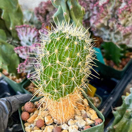 Echinofossulocactus Longispinus (C2) (P1) | 3.5Pot