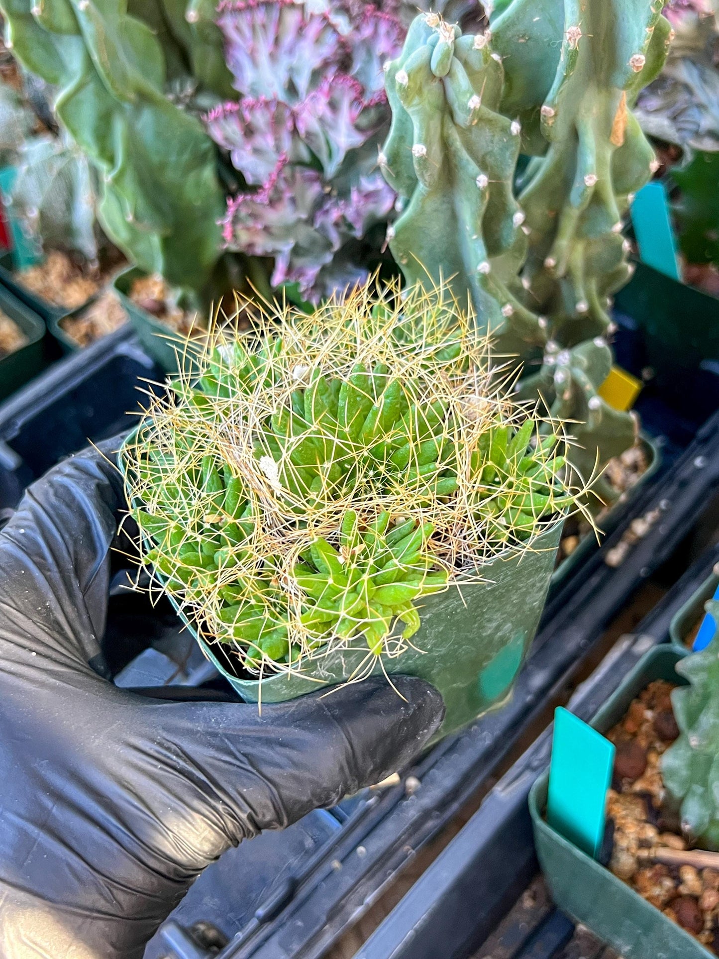 Mammillaria camptotricha var. (C2) (Y6) | 3.5Pot