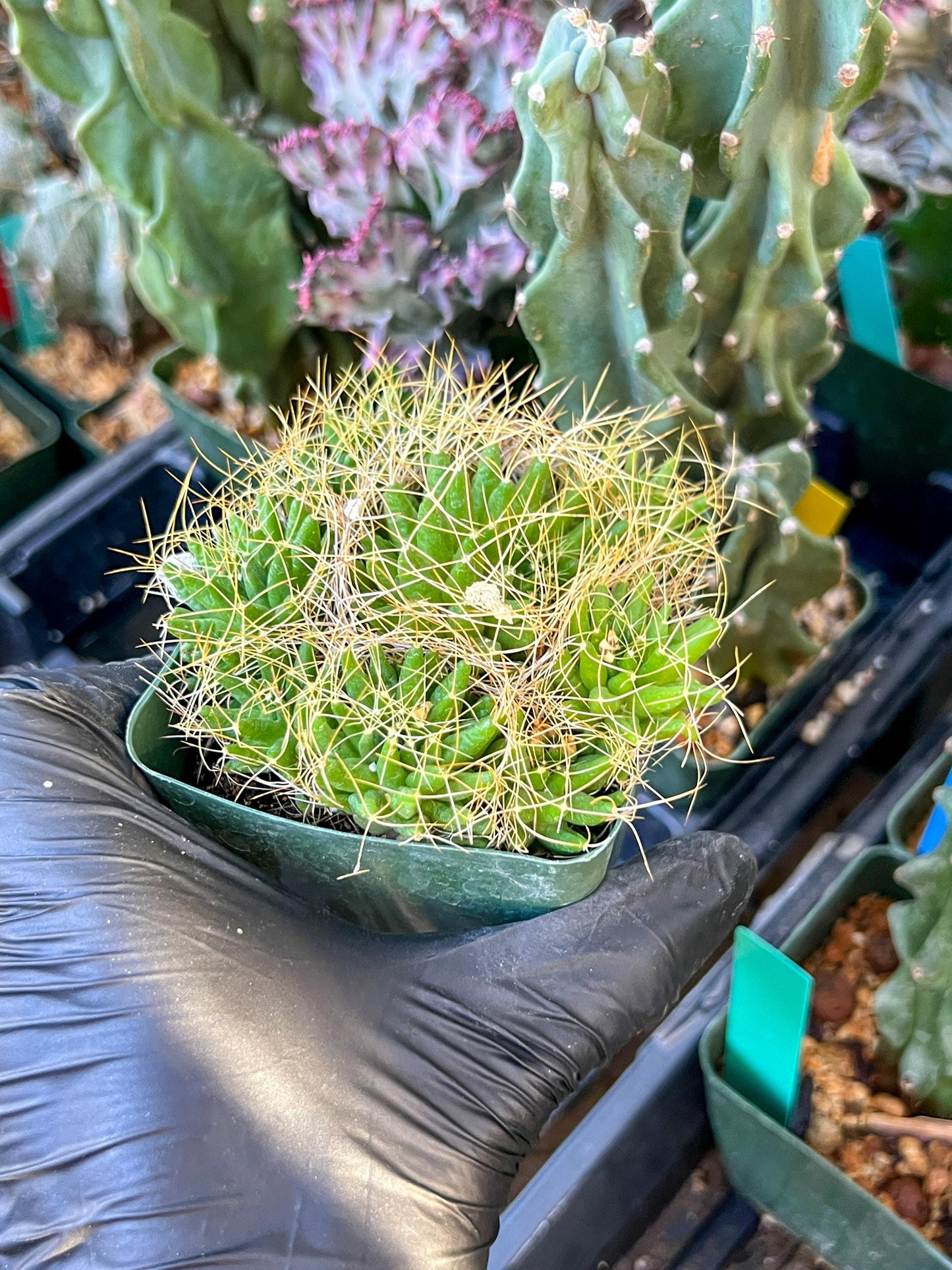 Mammillaria camptotricha var. (C2) (Y6) | 3.5Pot