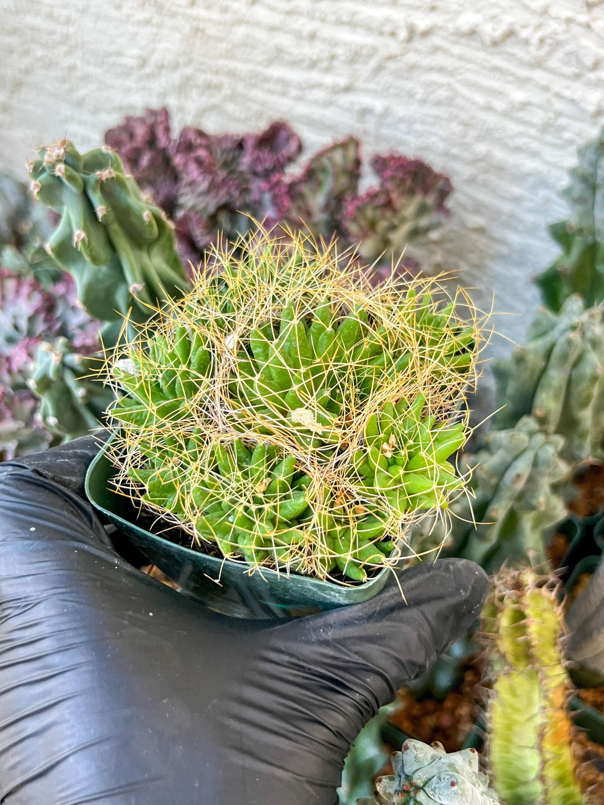 Mammillaria camptotricha var. (C2) (Y6) | 3.5Pot