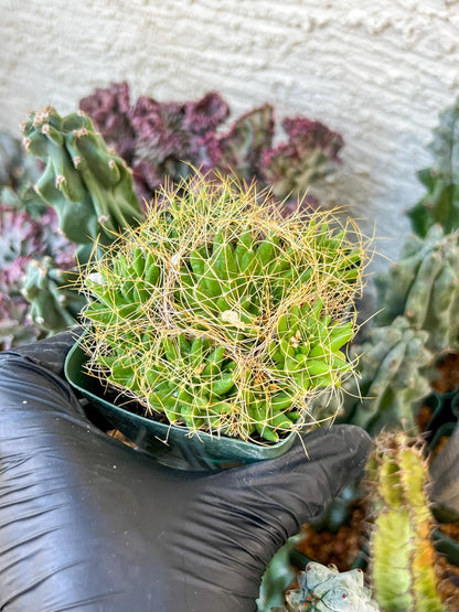 Mammillaria camptotricha var. (C2) (Y6) | 3.5Pot