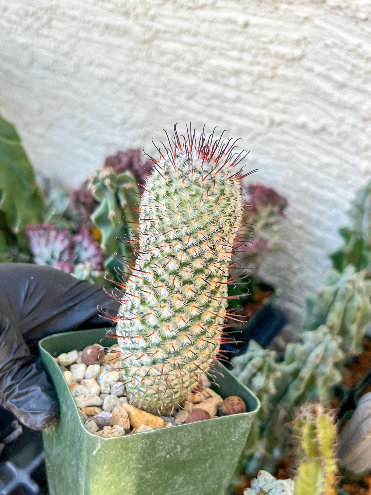 Mammillaria perez De la rosae (C2) (Y5) | 3.5Pot