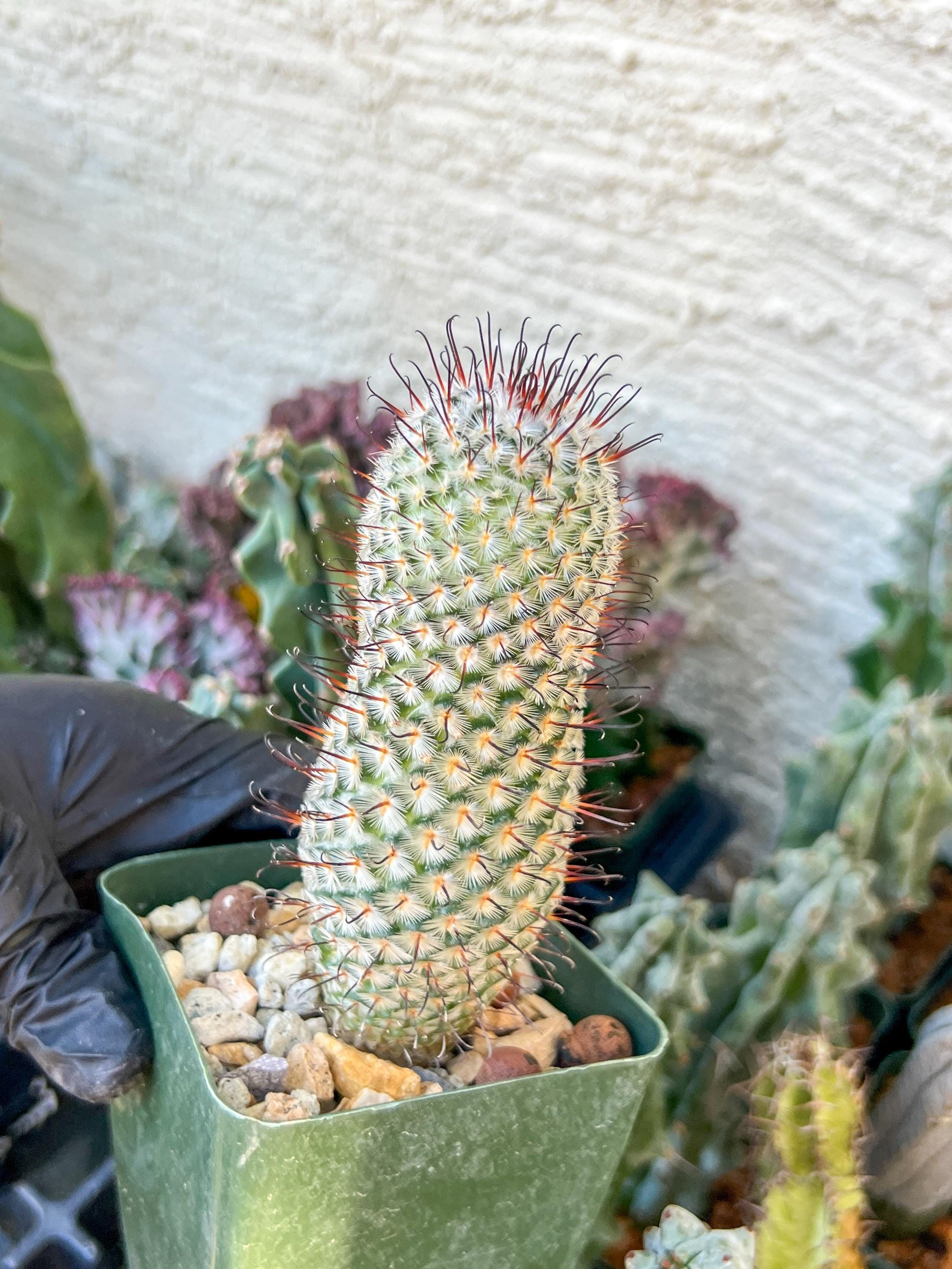 Mammillaria perez De la rosae (C2) (Y5) | 3.5Pot