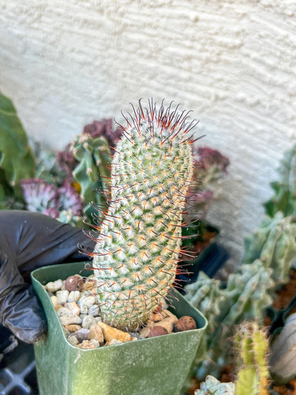 Mammillaria perez De la rosae (C2) (Y5) | 3.5Pot