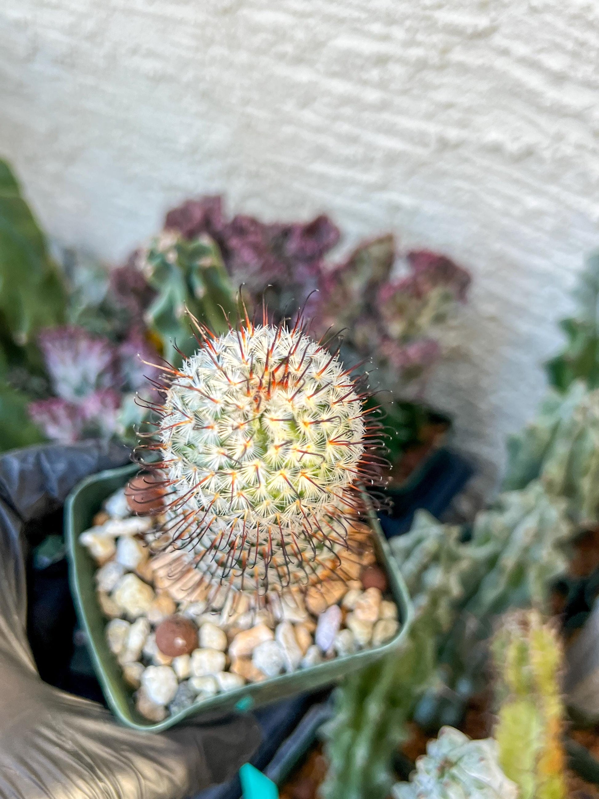 Mammillaria perez De la rosae (C2) (Y5) | 3.5Pot