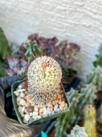 Mammillaria perez De la rosae (C2) (Y5) | 3.5Pot