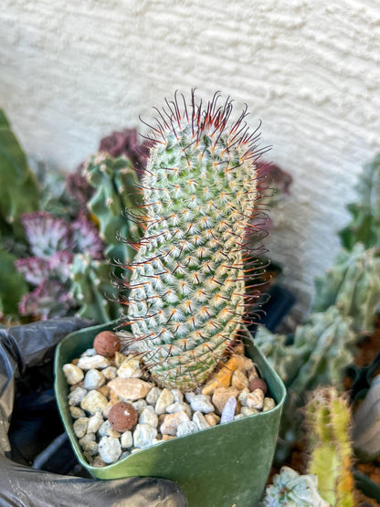 Mammillaria perez De la rosae (C2) (Y5) | 3.5Pot