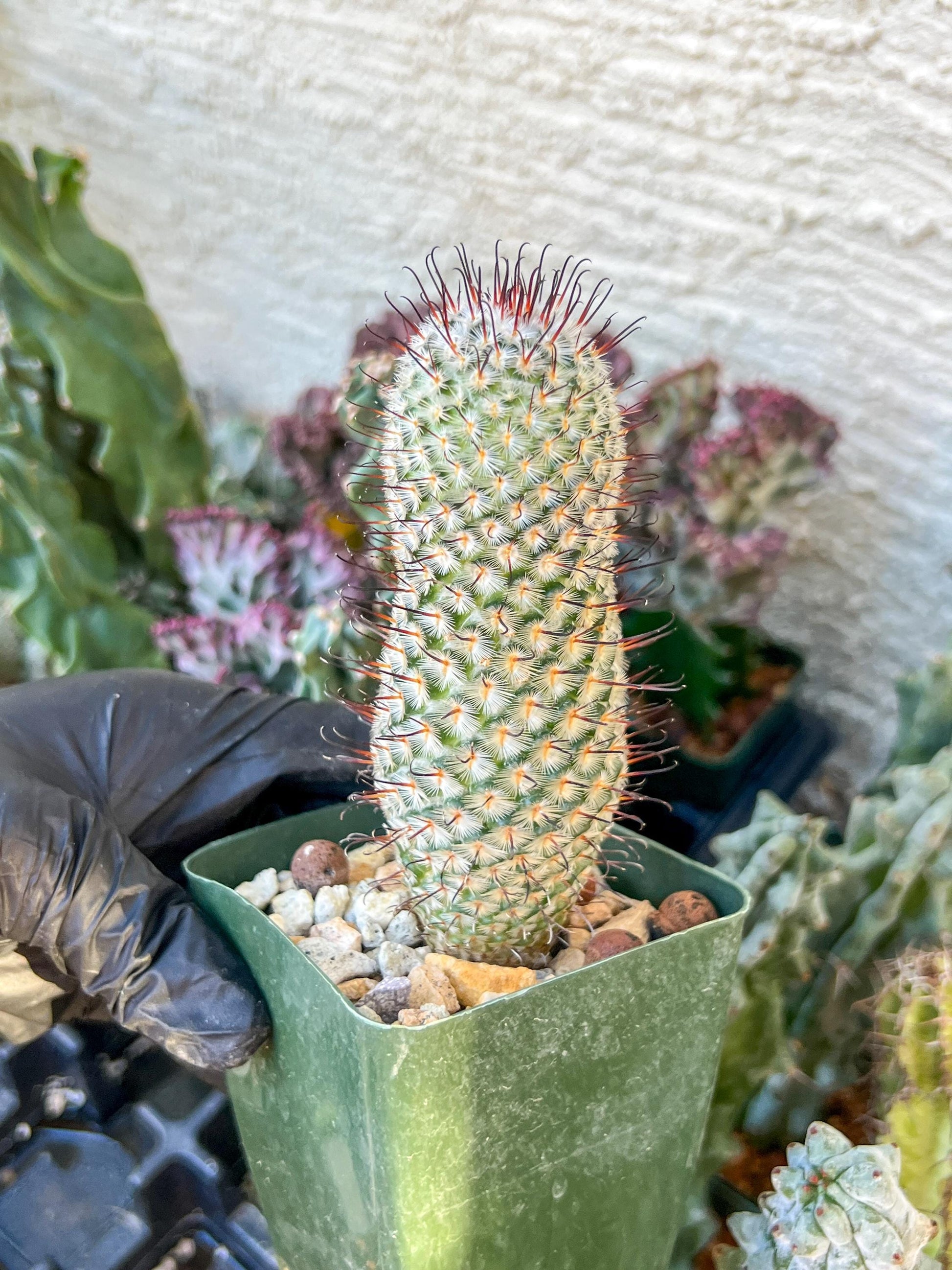 Mammillaria perez De la rosae (C2) (Y5) | 3.5Pot