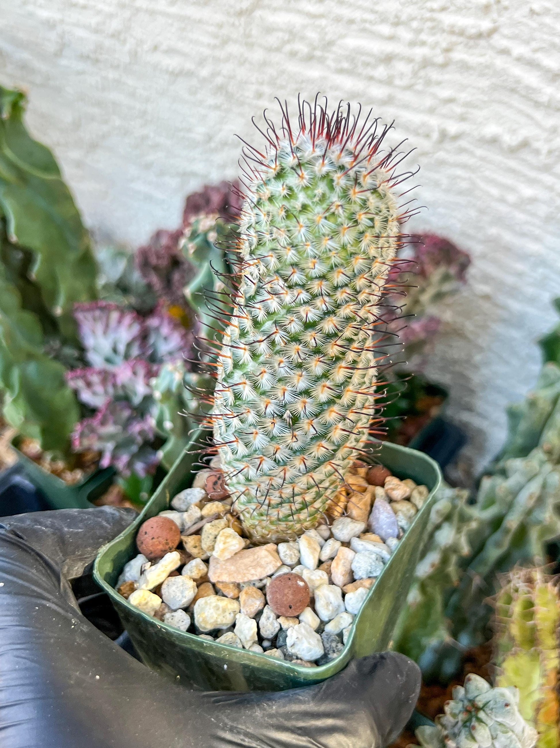 Mammillaria perez De la rosae (C2) (Y5) | 3.5Pot