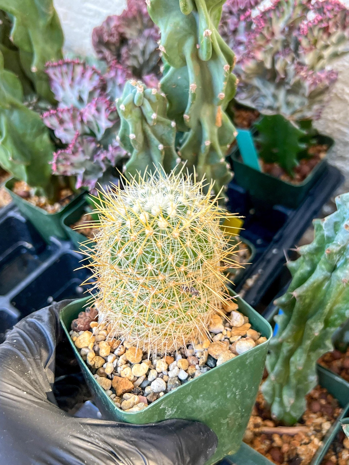 Echinofossulocactus Albatus (C2) (y3) | 3.5Pot