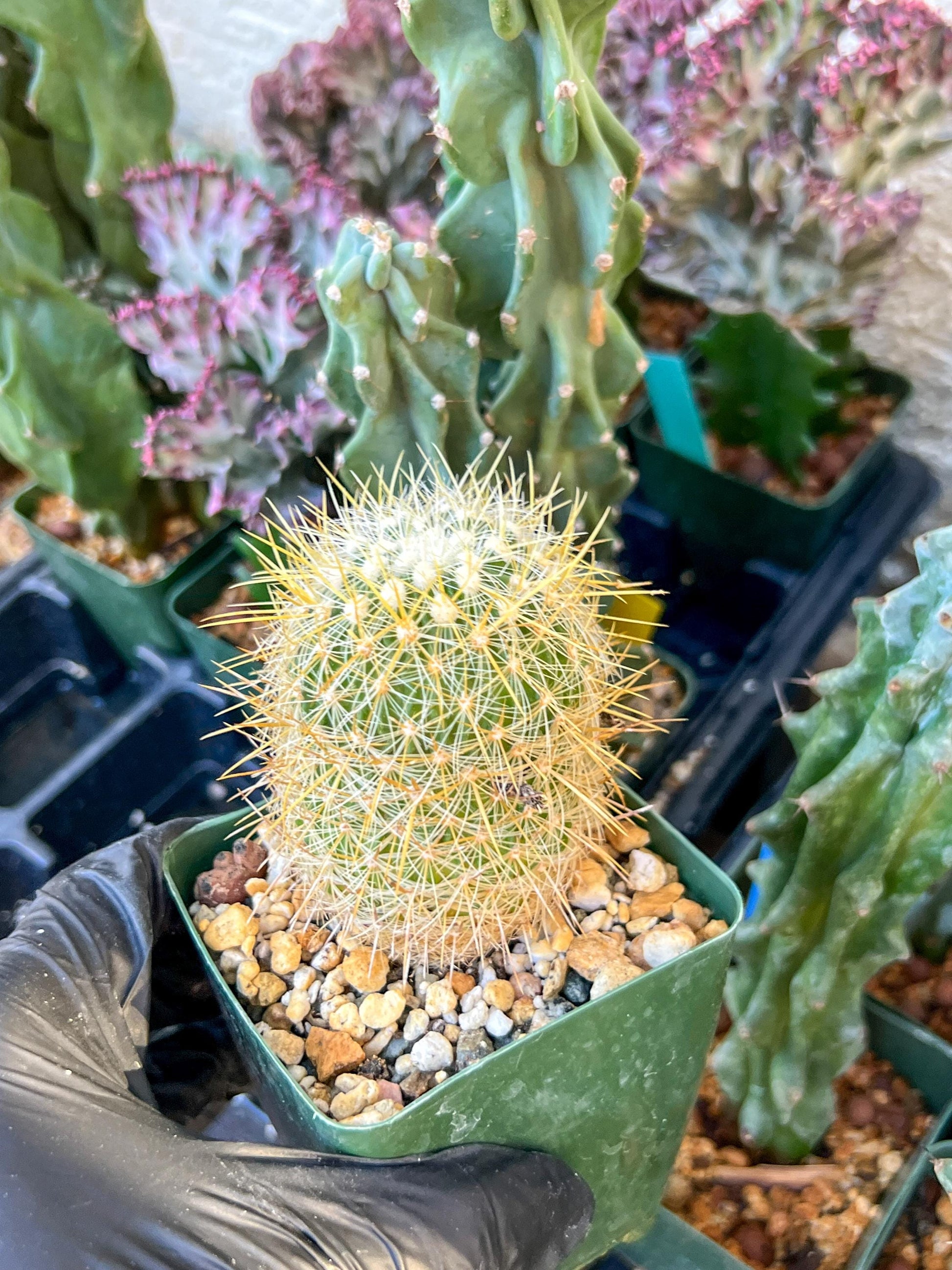 Echinofossulocactus Albatus (C2) (y3) | 3.5Pot