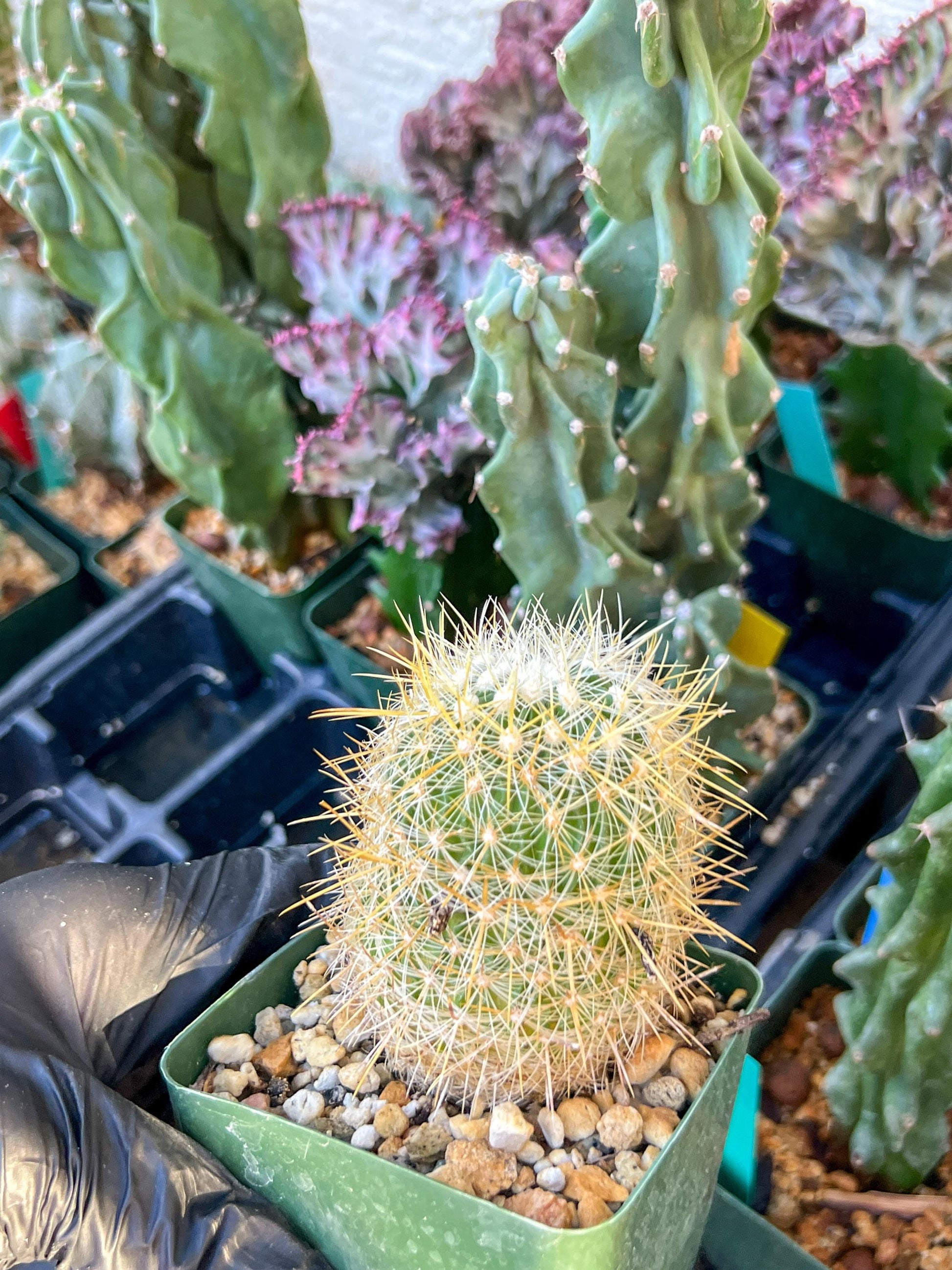 Echinofossulocactus Albatus (C2) (y3) | 3.5Pot