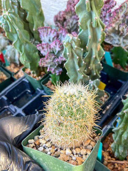 Echinofossulocactus Albatus (C2) (y3) | 3.5Pot