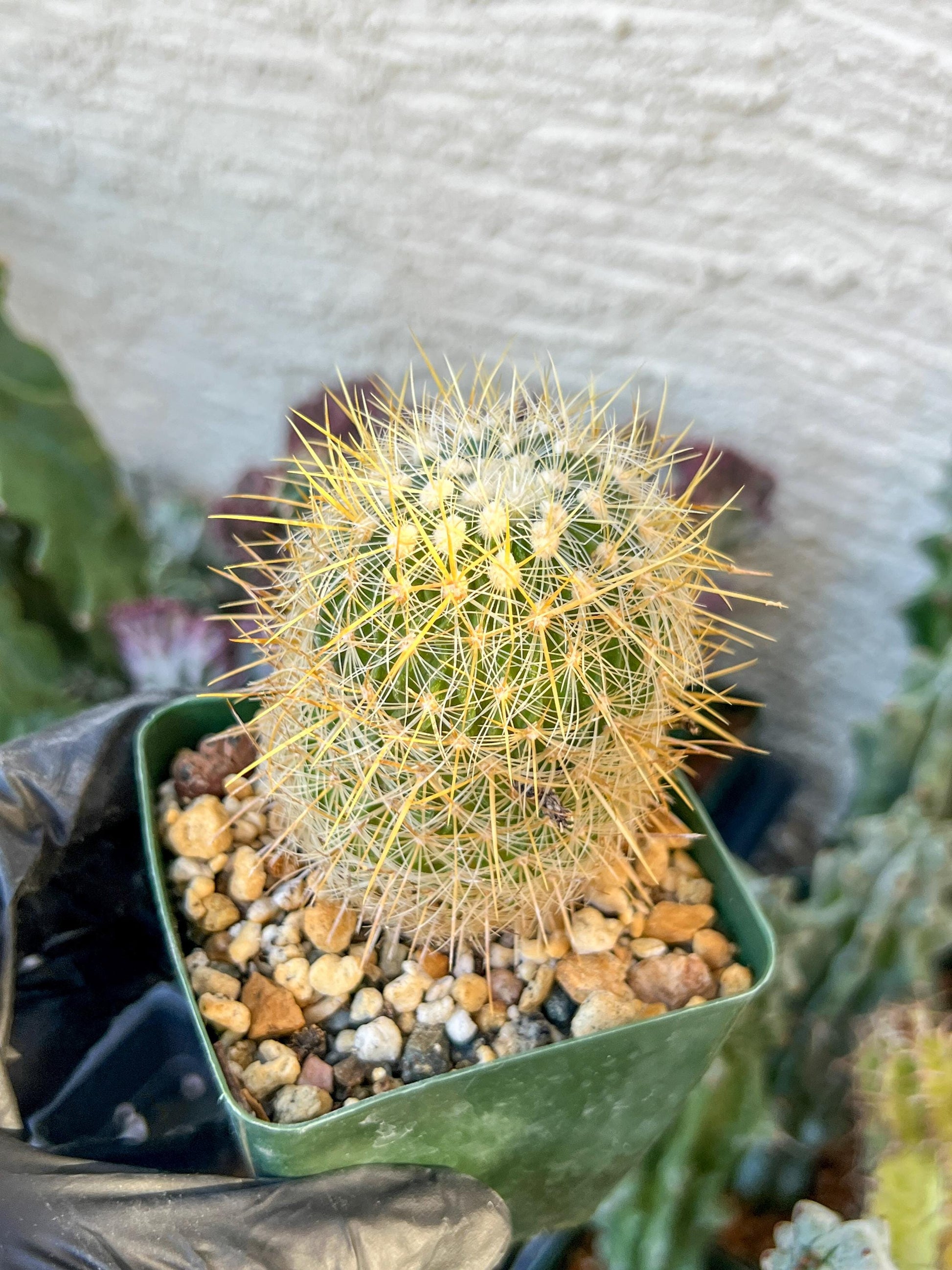 Echinofossulocactus Albatus (C2) (y3) | 3.5Pot