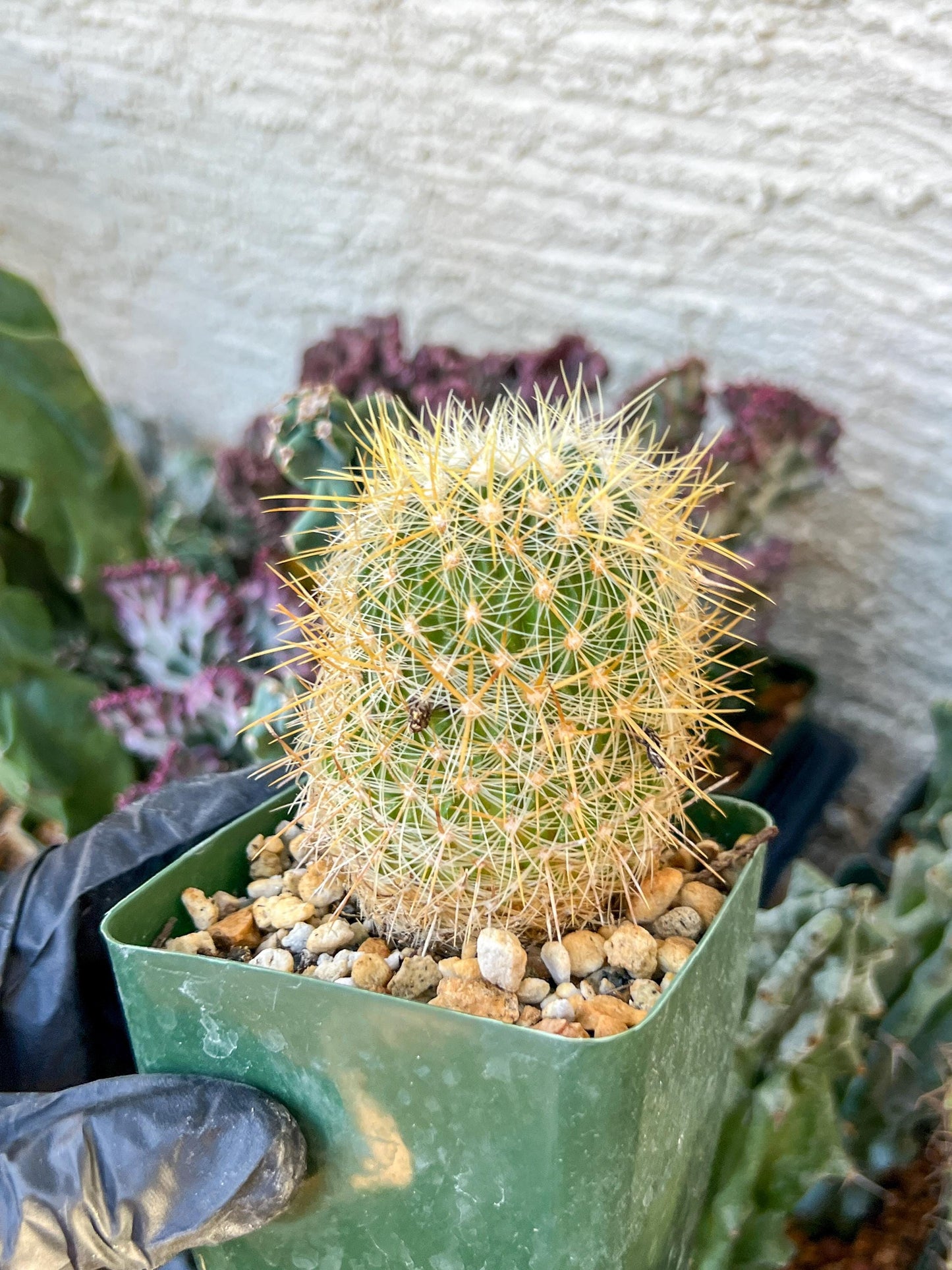 Echinofossulocactus Albatus (C2) (y3) | 3.5Pot