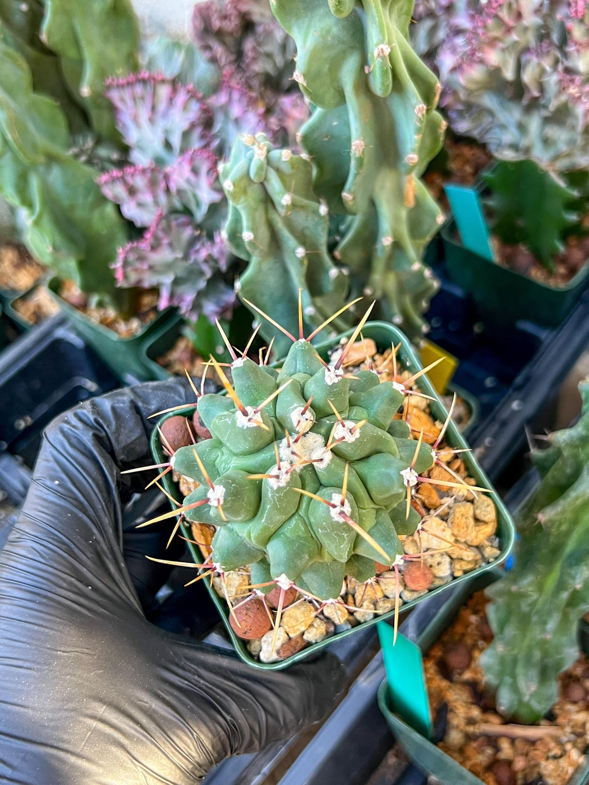 thelocactus Rinconensis (C2) (y2) | 3.5Pot