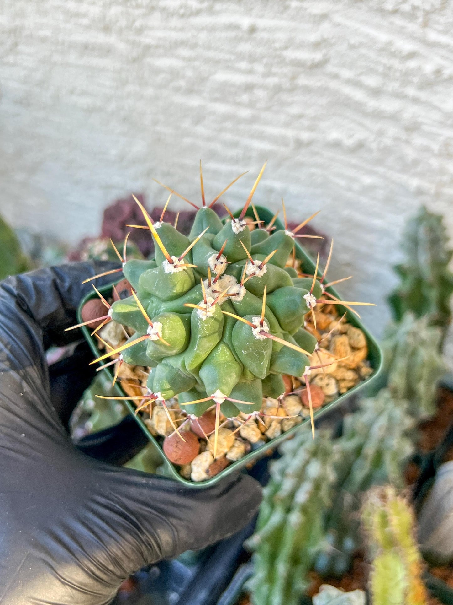 thelocactus Rinconensis (C2) (y2) | 3.5Pot